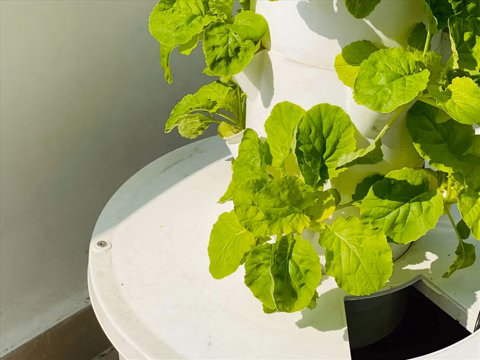 Vườn rau thiết kế theo hình trụ tròn và đều có một hốc nhỏ để rau phát triển tốt. Ảnh: Lao động.