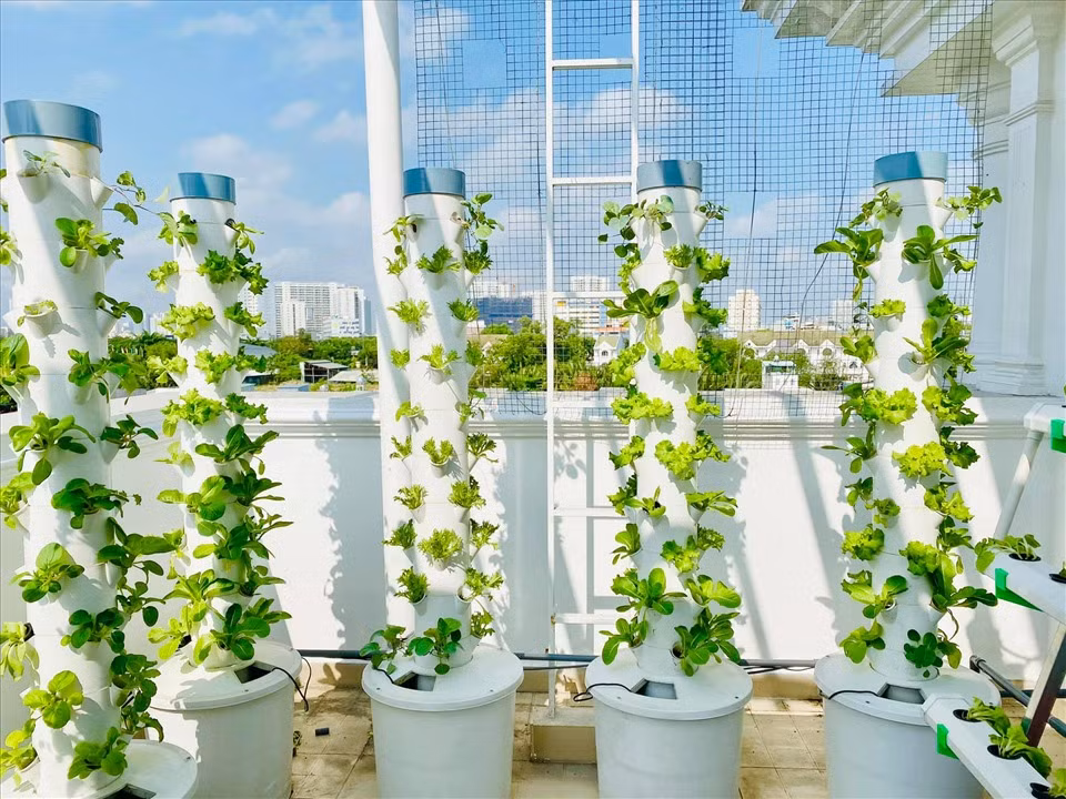 Vườn rau được Đại Nghĩa trồng hoàn toàn không sử dụng các loại thuốc hóa học để đảm bảo sức khỏe. Ảnh: Lao động.