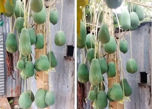 Ai cũng tròn mắt ngạc nhiên vì cây đu đủ đực cho trái nhìn như chùm xoài.