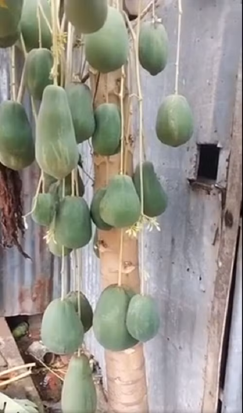 Quả đu đủ nào cũng to và như được treo bằng một sợi dây dẻo dai, chắc chắn.