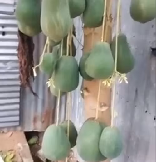 Đáng chú ý, trong clip một người phụ nữ định giá tới… 7 tỷ cho cây đu đủ này khi được một người đàn ông hỏi mua. Tuy nhiên, dân tình cũng đoán được đây chỉ là màn định giá cho vui của dân mạng.