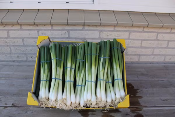 Còn tại Đức, hành lá có giá khoảng 1,6 Euro cho 1 bó nhỏ (43.000 đồng). Ảnh: Internet