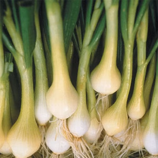  Hành lá có củ to có giá 160 INR/kg (49.000 đồng). Hành lá đã thái nhỏ khử nước có giá 490 INR - 620 INR/kg (150.000 - 190.000 đồng/kg). Ảnh: Biggreen