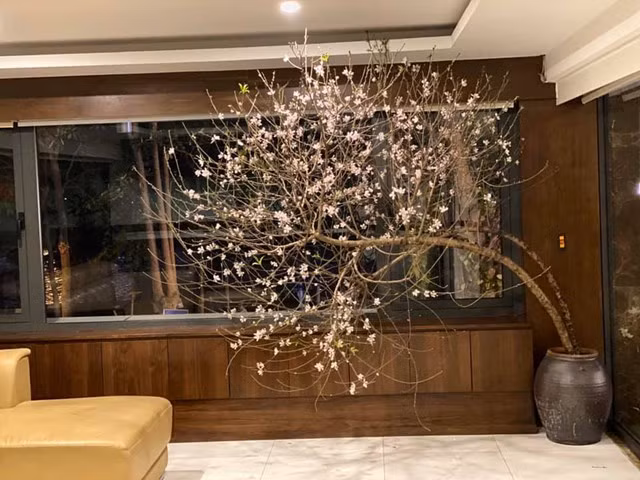 Đào phai dáng huyền nổi bật không gian phòng khách. Ảnh: Daidoanket