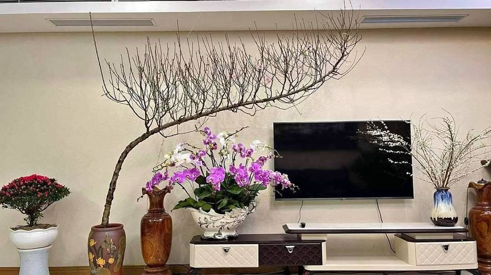 Vì thế, có những cây chỉ 2 năm đủ đẹp để bán, nhưng có những cây phải trồng tới 3-4 năm, cành mới thành dáng huyền to đẹp. Ảnh: Facebook