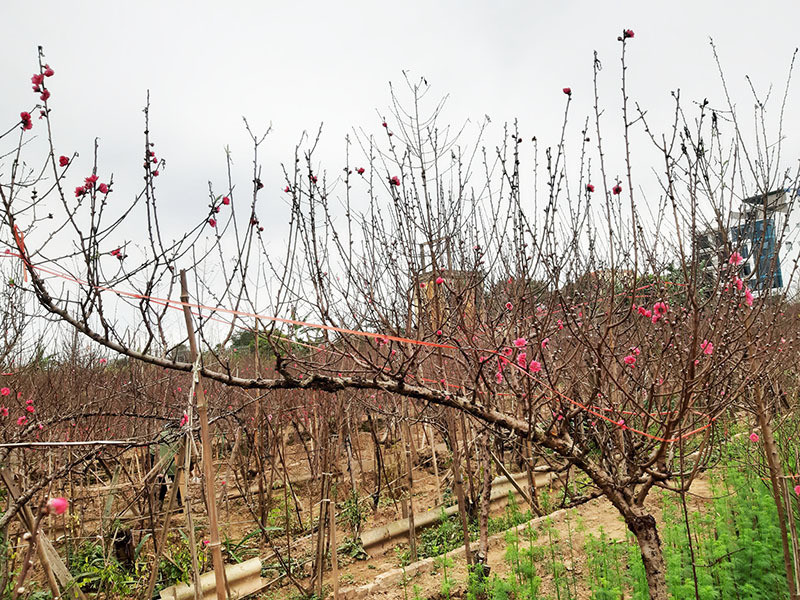 Một số tiểu thương cho biết, lượng khách đặt mua đào dáng huyền tăng hơn những năm trước khiến giá đào tăng từng ngày. Cành rẻ nhất có giá 1,5 triệu đồng, cành to đẹp giá tới 4-5 triệu đồng. Ảnh: Vietnamnet.