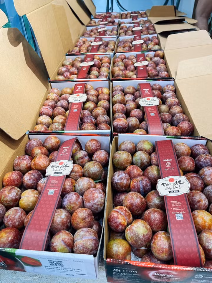 Man Hau Ruby xuat Singapore va Malaysia, hoang than quoc thich lung mua thuong thuc