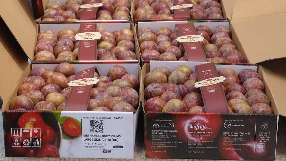 Man Hau Ruby xuat Singapore va Malaysia, hoang than quoc thich lung mua thuong thuc-Hinh-2