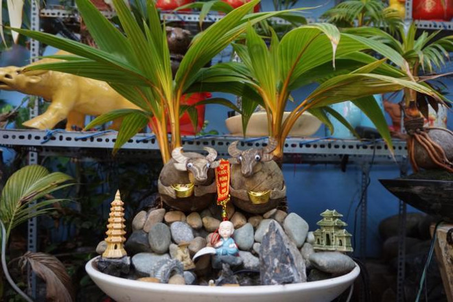 Toàn bộ công đoạn cắt tỉa, tạo dáng bonsai đừa đều được nghệ nhân làm hoàn toàn thủ công, rất tỉ mỉ. Ảnh: Tiền phong.