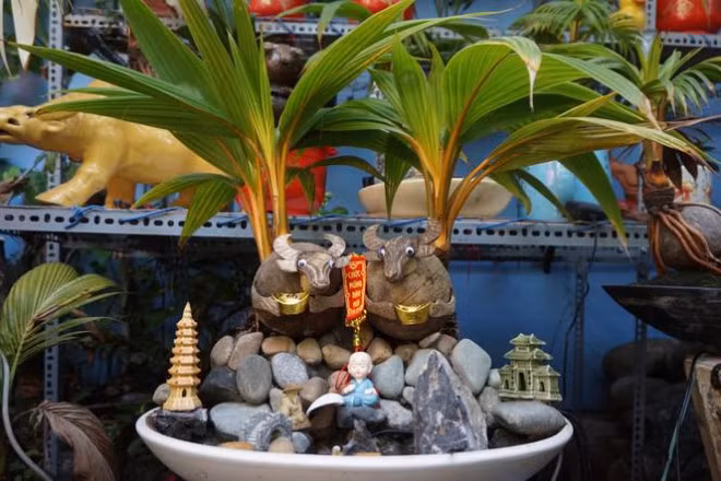 Toàn bộ công đoạn cắt tỉa, tạo dáng bonsai đừa đều được nghệ nhân làm hoàn toàn thủ công, rất tỉ mỉ. Ảnh: Tiền phong.