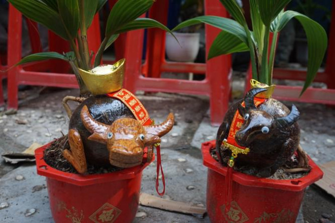 Nắm bắt nhu cầu của người Việt lựa chọn các sản phẩm có hình thù linh vật của năm, một số nhà vườn cho ra nhiều sản phẩm bonsai dừa với hình con trâu khá lạ mắt...Ảnh: Tiền phong.