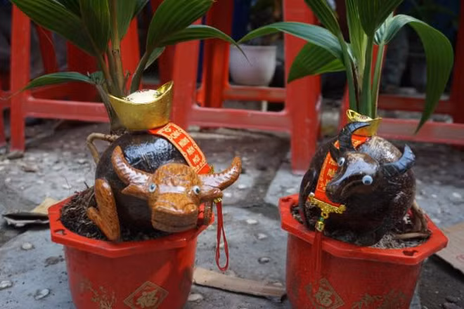 Nắm bắt nhu cầu của người Việt lựa chọn các sản phẩm có hình thù linh vật của năm, một số nhà vườn cho ra nhiều sản phẩm bonsai dừa với hình con trâu khá lạ mắt...Ảnh: Tiền phong.