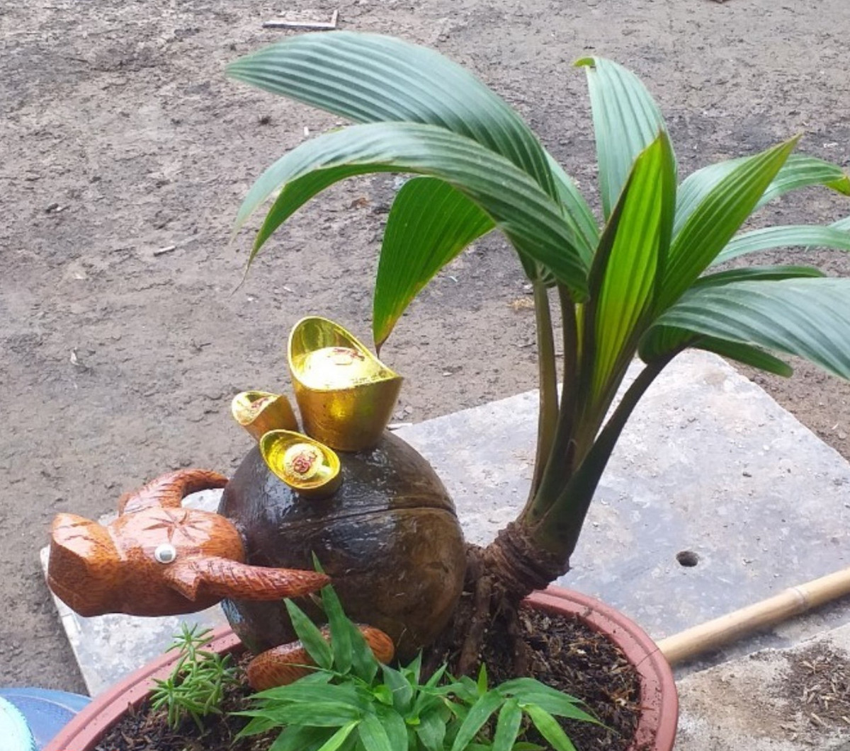 Dừa bonsai hình trâu gắn thỏi vàng mang ý nghĩa sung túc, may mắn trong năm mới. Ảnh: Facebook.