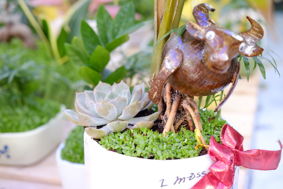 Việc tạo dáng dừa bonsai hình trâu cũng lắm công phu. Để có chậu dừa bonsai chưng Tết, nhà vườn phải chuẩn bị nguyên liệu vài tháng. Ảnh: Vuonnhadep.