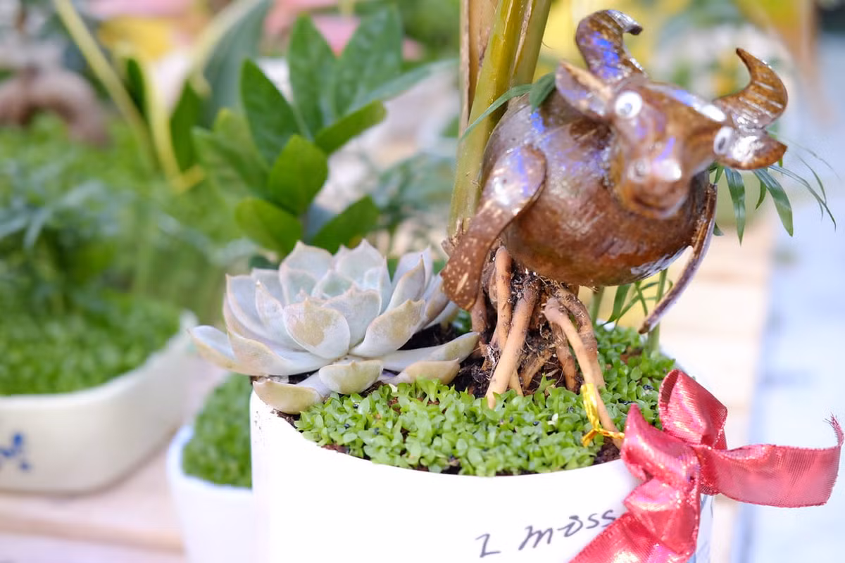 Việc tạo dáng dừa bonsai hình trâu cũng lắm công phu. Để có chậu dừa bonsai chưng Tết, nhà vườn phải chuẩn bị nguyên liệu vài tháng. Ảnh: Vuonnhadep.