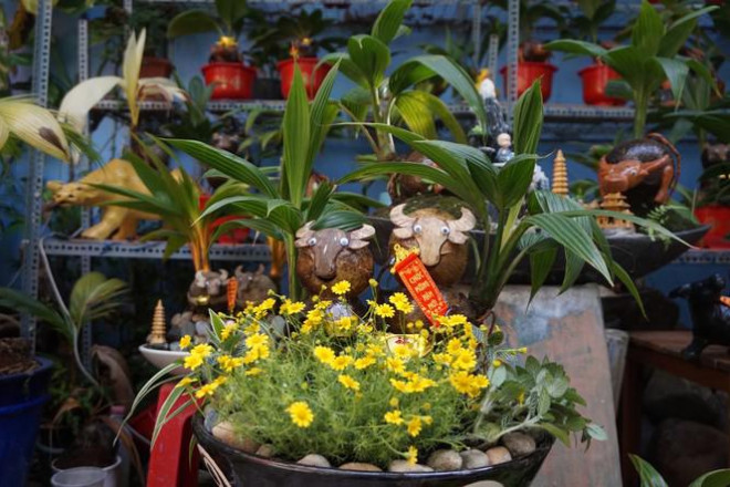 Nhiều chậu bonsai dừa được thiết kế thêm các loại hoa cho sặc sỡ. Ảnh: Tiền phong.