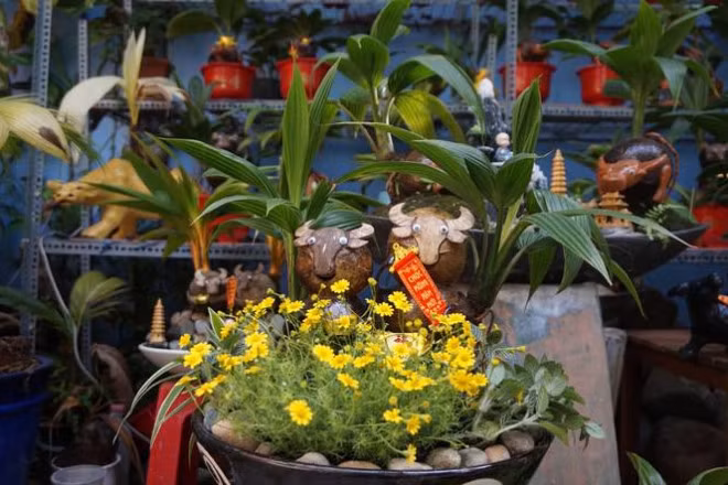 Nhiều chậu bonsai dừa được thiết kế thêm các loại hoa cho sặc sỡ. Ảnh: Tiền phong.