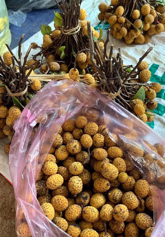 Loại quả rừng này không phải ai cũng biết bởi chúng rất hiếm, chỉ mọc trên sườn núi cao, năng suất có hạn, thậm chí nhiều cây còn không ra trái. Ảnh: Vietnamnet