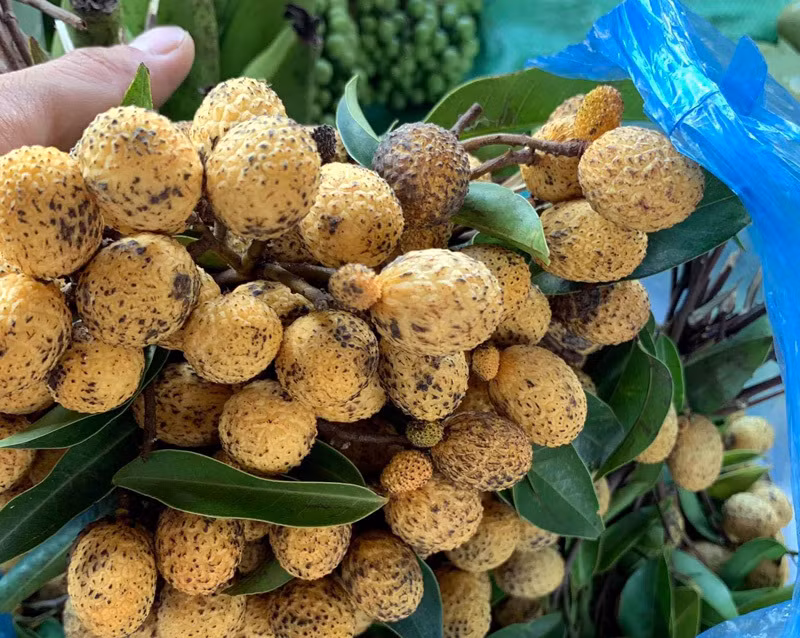 Bên cạnh các giống nhãn nổi tiếng như nhãn lồng Hưng Yên, nhãn cùi, nhãn Hương Chi...trên thị trường còn xuất hiện loại nhãn rừng có giá khoảng 45.000 đồng/kg. Ảnh: Vietnamnet