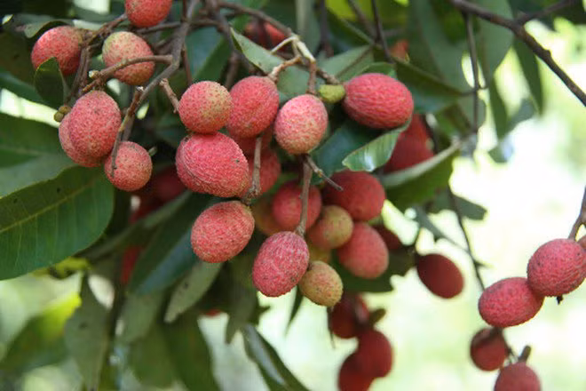 Vải rừng có nhiều ở các tỉnh miền Trung, miền Nam. Mùa vải rừng diễn ra khoảng 2 – 3 tháng nhưng sản lượng của loại trái cây này không có nhiều, đến chừng cuối tháng 5 thì sẽ khan hiếm. Ảnh: Facebook