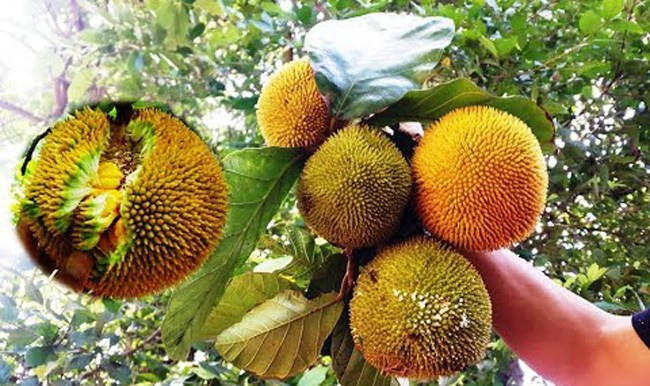 Mít rừng mọc tự nhiên ở các tỉnh Tây Nguyên cũng được nhiều chị em săn lùng. Mít rừng bán lẻ khoảng 35.000 đồng/ quả, tính ra mỗi cân khoảng 100.000 đồng. Ảnh: Facebook