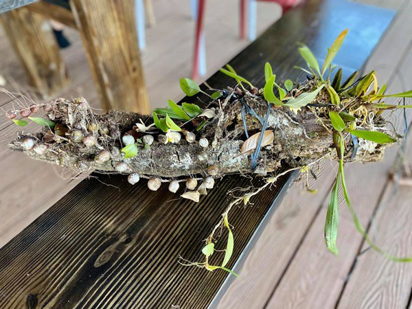 Cây hoa lan sinh trưởng trên một thân gỗ mục. Cây nhỏ nhưng có nhiều hoa và nụ.