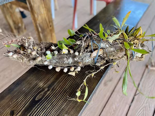 Cây hoa lan sinh trưởng trên một thân gỗ mục. Cây nhỏ nhưng có nhiều hoa và nụ.