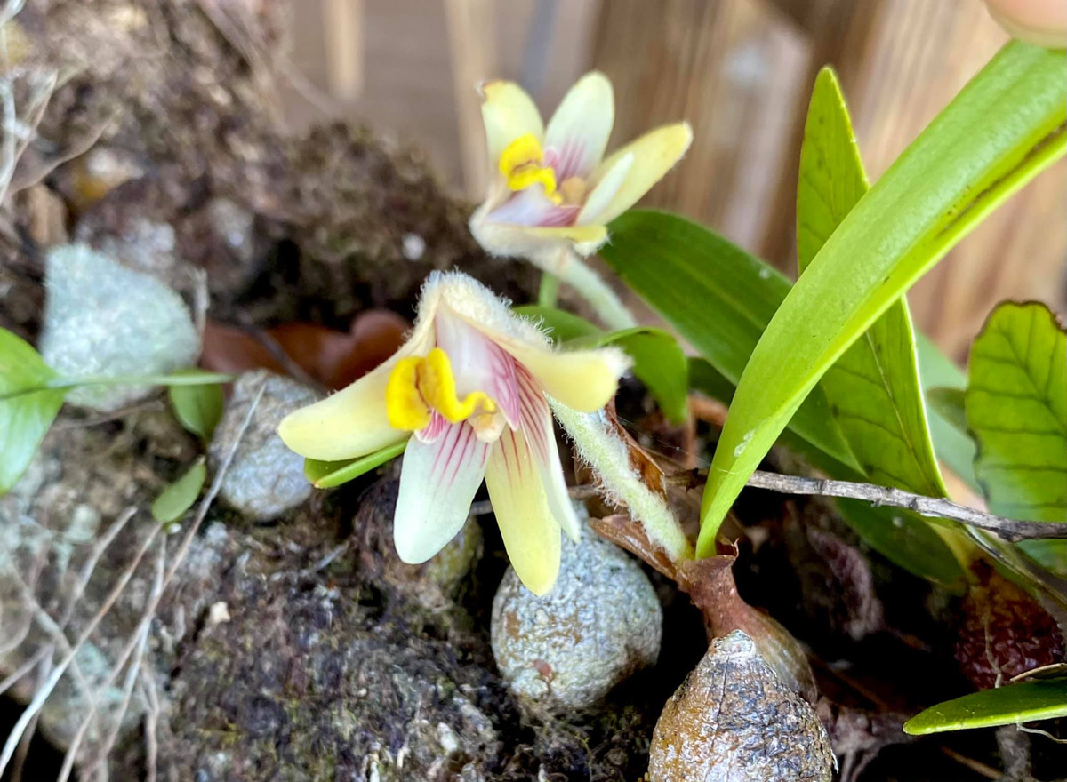 Chỉ sau một ngày, Minh Hà thông báo đã có người trả giá 11 tỷ, tương lai Lý Hải phải đi rửa bát là rất gần.