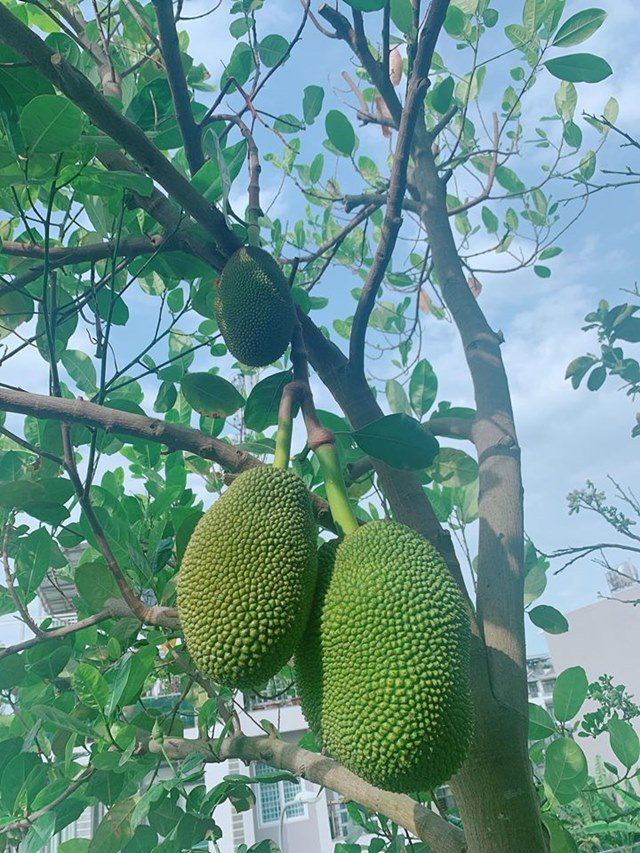 Chanh leo, cóc, ổi, mít...cây nào cũng sai trĩu quả.