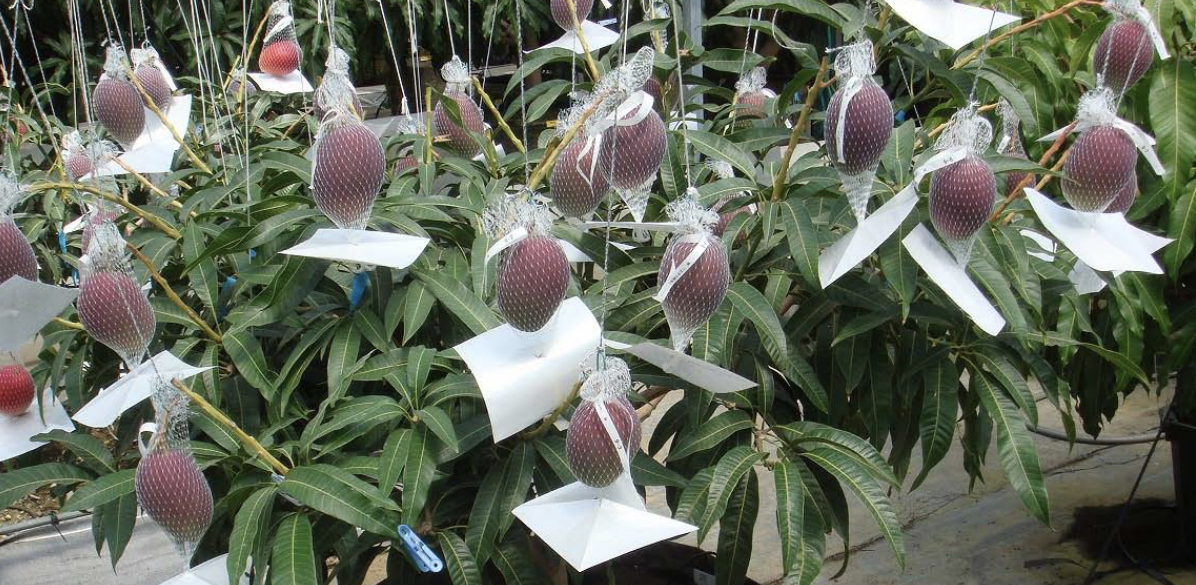 Không chỉ trồng trong nhà kính, khi xoài sắp chín, nông dân sẽ bọc quanh quả một tấm lưới để ánh sáng mặt trời có thể rọi vào vỏ bên ngoài ở mọi góc.