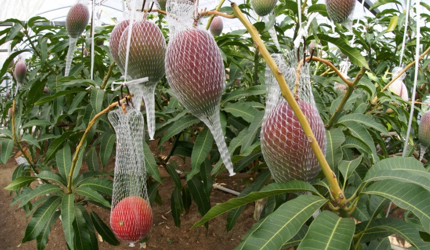 Nhờ đó mà hương vị xoài Miyazaki rất ngon, ruột quả có ít xơ, cực kỳ mềm.