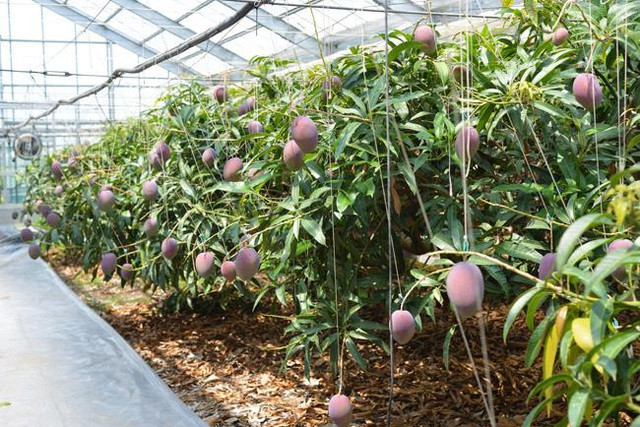 Trung bình, xoài Miyazaki ngọt hơn 15% so với xoài thông thường. Nguồn ảnh: Medium, Straits Times.