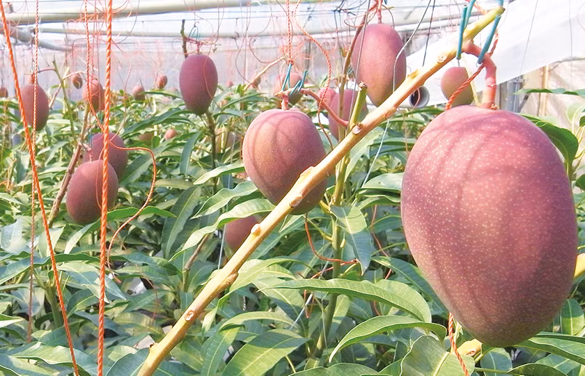 Trước đây, loại xoài này có nguồn gốc từ Florida (Mỹ). Ngày nay chúng đắt đỏ do cách trồng và chăm sóc của các nông dân Nhật Bản rất kỳ công.