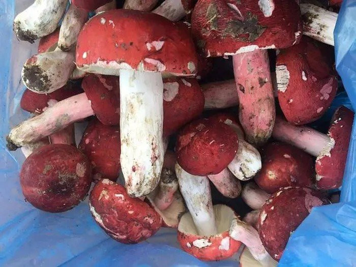 Loại nấm này có màu đỏ, hình như chiếc ô, thơm, ngon và có vị thuốc nam. Ảnh: Dân Việt