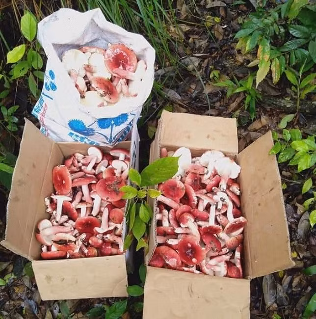 Nấm Chẹo thường mọc nhiều khi mưa xong nắng bắt đầu lên, và chỉ mọc rộ 1 tuần/tháng. Do đó, việc săn nấm ngày càng khó khăn và còn phụ thuộc vào may mắn của người săn nấm. Ảnh: Dân Việt