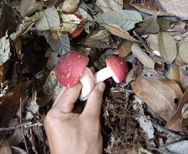 Vào khoảng tháng 5-6 dương lịch, thương lái khắp các tỉnh lại đổ xô về các cánh rừng Lạng Sơn để thu gom nấm Chẹo. Ảnh: Dân Việt