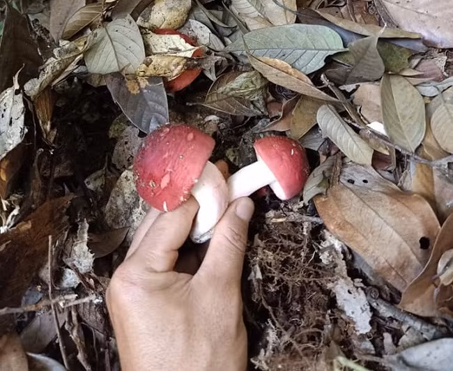 Vào khoảng tháng 5-6 dương lịch, thương lái khắp các tỉnh lại đổ xô về các cánh rừng Lạng Sơn để thu gom nấm Chẹo. Ảnh: Dân Việt