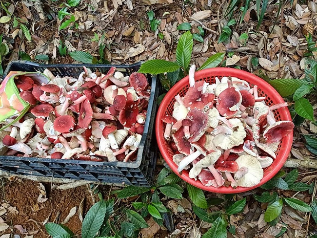 Những cây nấm chưa xòe to ra, trên mũ vẫn còn nguyên lớp phấn được thu mua với giá cao nhất, khoảng 300-350.000 đồng/kg. Ảnh: Dân Việt