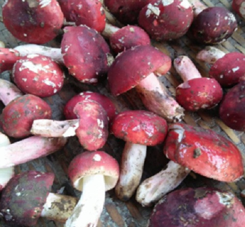 Có khi cùng một cánh rừng nhưng chỉ có một khu có nấm. Vì vậy nấm Chẹo được coi như vàng của rừng mà thiên nhiên đã ban tặng cho nơi đó. Ảnh: Khoedeppus