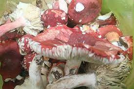 Nấm này thường mọc dưới tán cây Chẹo hoặc cây Dẻ. Tuy nhiên không phải dưới tán cây nào cũng có nấm. Ảnh: Khoedeppus