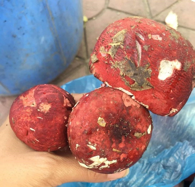 Theo người dân địa phương, nếu may mắn, mỗi người có thể thu về cả triệu đồng/ngày từ công việc hái nấm Chẹo. Ảnh: Dân Việt