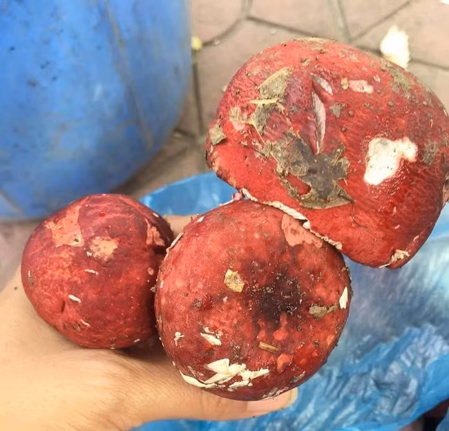 Theo người dân địa phương, nếu may mắn, mỗi người có thể thu về cả triệu đồng/ngày từ công việc hái nấm Chẹo. Ảnh: Dân Việt