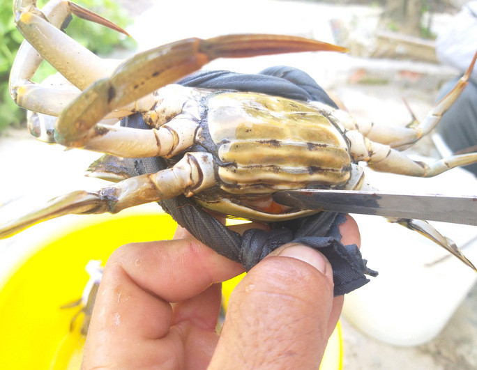 Sau khoảng 5 tháng, cua nuôi sẽ lên gạch lứa đầu và có trọng lượng khoảng 300 gram. Ảnh: Người lao động