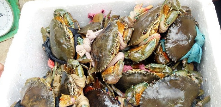 Theo các vựa cua biển ở Cà Mau, do lượng cung ít nên vào thời điểm mùng 3 Tết giá cua biển Cà Mau tăng cao nhất từ trước đến nay. Ảnh: Camauonline.