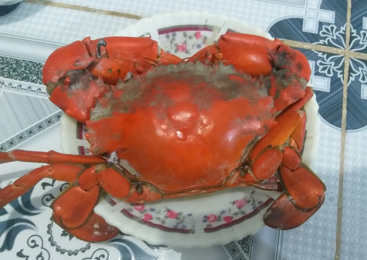 Nguồn tin từ Báo Người Lao động cho biết, ngày 15/2, tại Cà Mau cua gạch loại đặc biệt (500 gram trở lên) được thương lái đến tận nhà thu mua với giá 1 triệu đồng/kg, cua gạch loại 2 (dưới 500 gram) giá 800.000 đồng/kg. Ảnh: Người lao động.