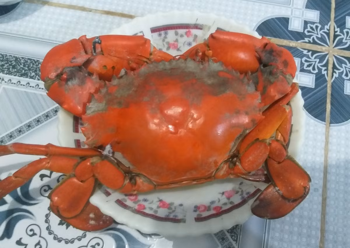 Nguồn tin từ Báo Người Lao động cho biết, ngày 15/2, tại Cà Mau cua gạch loại đặc biệt (500 gram trở lên) được thương lái đến tận nhà thu mua với giá 1 triệu đồng/kg, cua gạch loại 2 (dưới 500 gram) giá 800.000 đồng/kg. Ảnh: Người lao động.