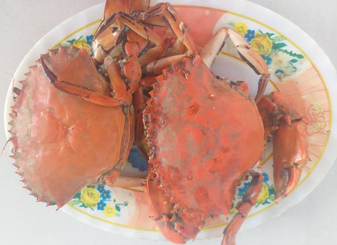 Theo các lão nông nhiều năm trong nghề, Cà Mau được thiên nhiên ưu đãi những tán rừng đước, độ mặn, đất phù sa...Đây là điều kiện lý tưởng để con cua phát triển và chất lượng thịt thơm ngon. Ảnh: Người lao động