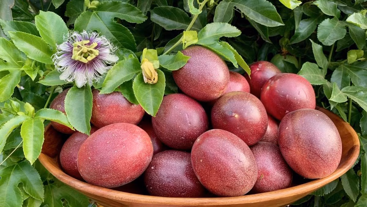 Một nghiên cứu đăng tải trên Hàng Châu Nhật báo cho hay, một quả chanh leo có giá trị tương đương với 10 quả táo. Ảnh: Internet