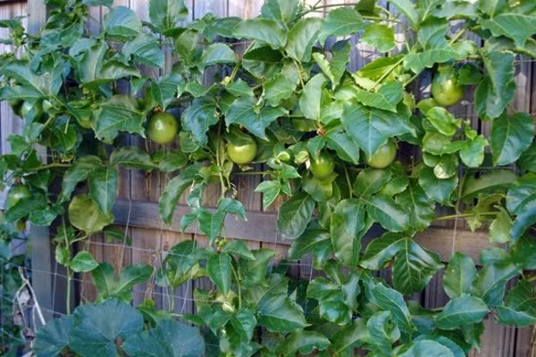 Chanh leo (chanh dây) là thứ quả bình dân ở Việt Nam, giá chỉ vài chục nghìn đồng. Thậm chí, trước đây loại quả này mọc bờ bụi, thường được trồng để làm hàng rào chứ không có giá trị kinh tế. Ảnh: Internet