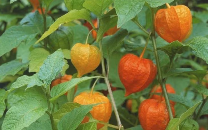 Tại Việt Nam, quả tầm bóp (quả thù lù, quả bôm bốp) gắn với tuổi thơ của những đứa trẻ từng sống ở nông thôn. Chúng mọc dại ở bờ bụi, ruộng hoang, ven đường, có thể hái cả nắm mang về mà không tốn tiền mua. Ảnh: Internet